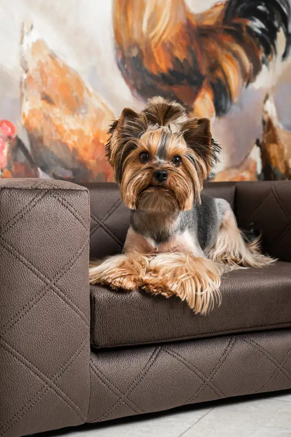 Structured Pet Lounge Sofa