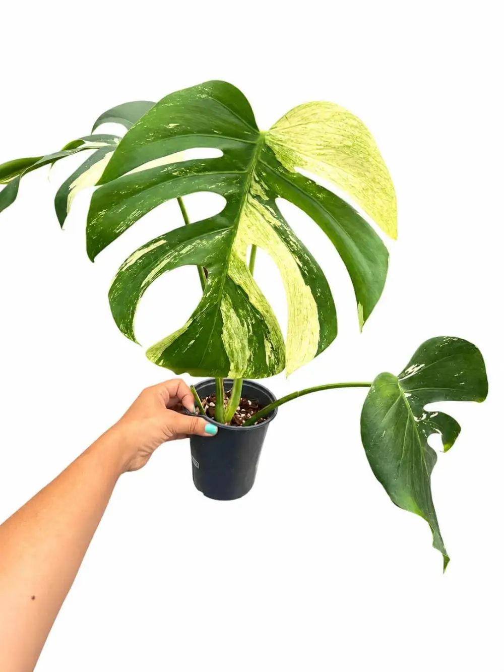 Monstera Jungle Plant