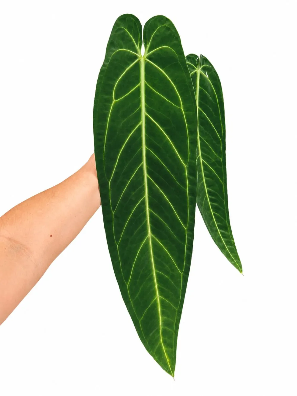 Indoor Large Import Big Size Plant