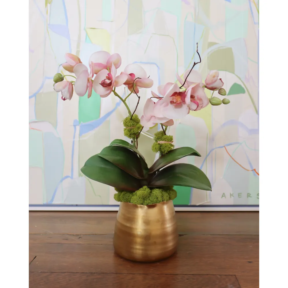 Orchid Moss Pot Arrangement