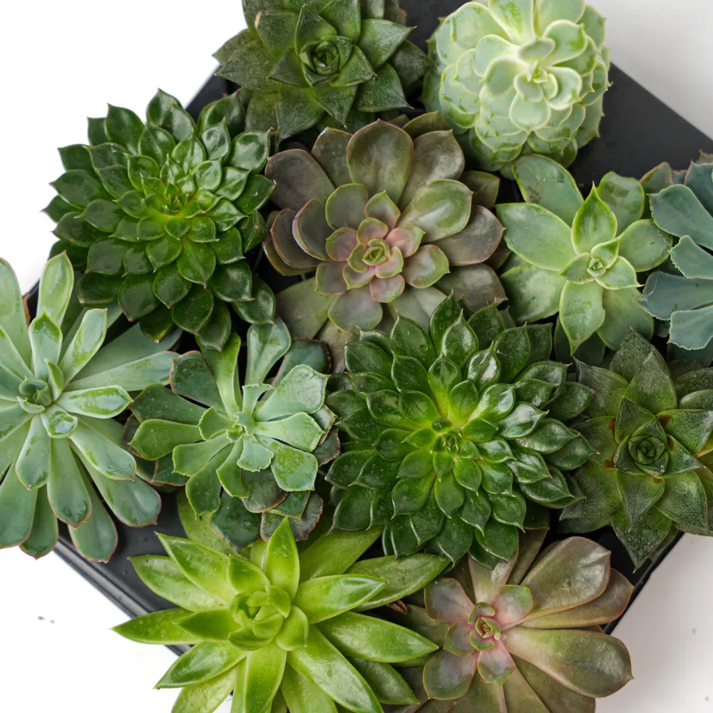 Tray-Pack Decorative Succulent Collection