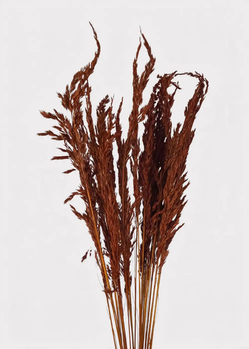 Dried Grass Burnt Wild Oats Bundle