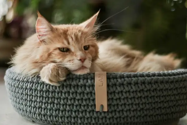 Cozy Cat Rest Basket