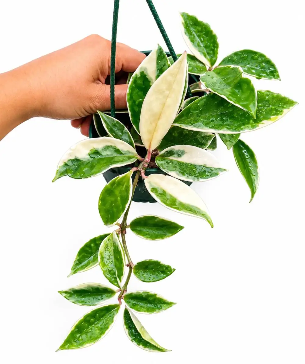 Hoya Krimsoon Queen Plant