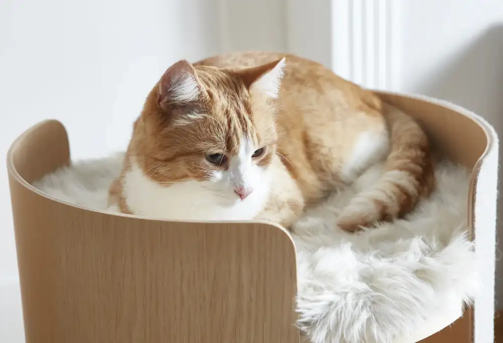 Tall Cat Scratching Tower
