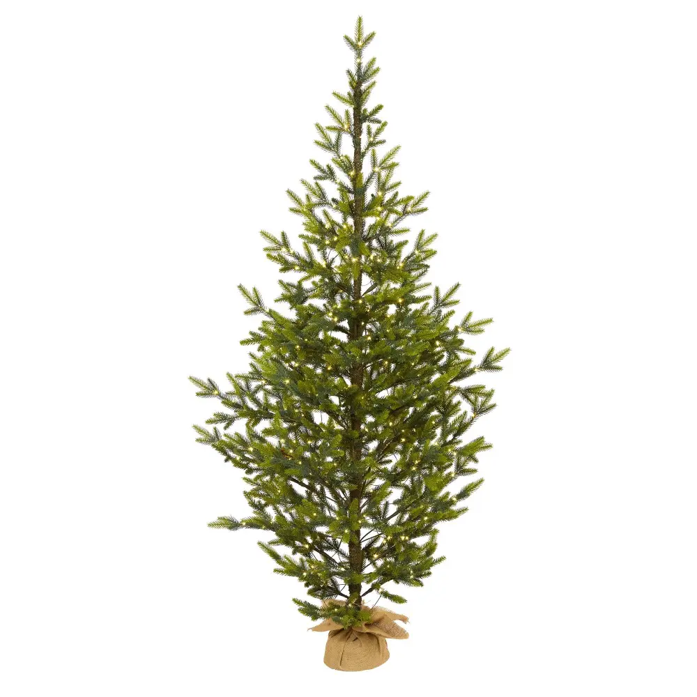 Fraser Fir 
