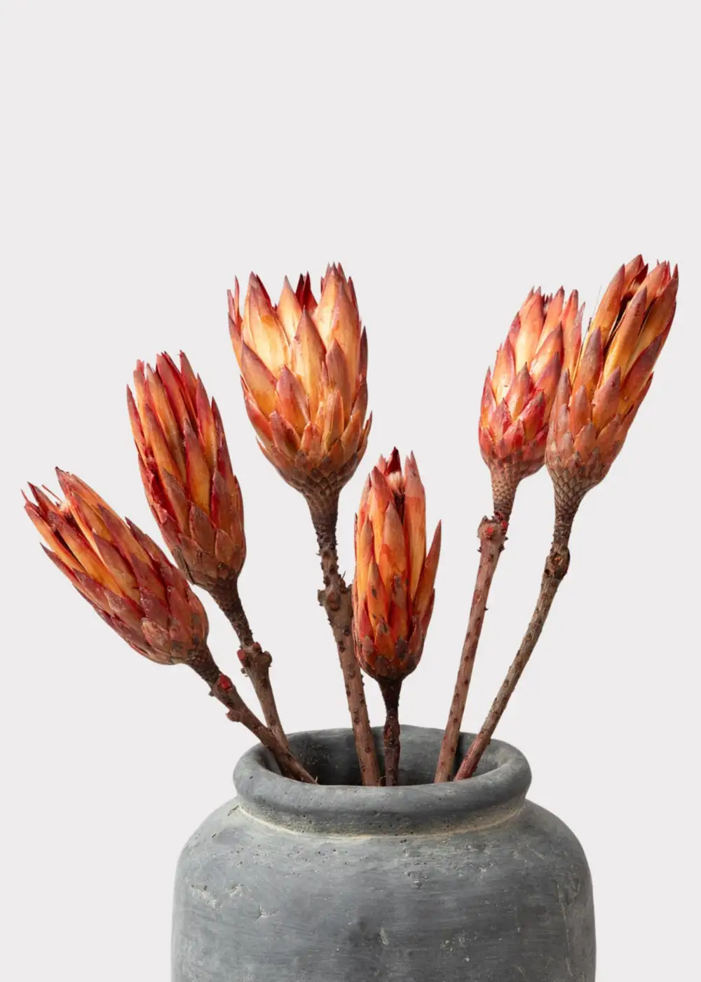 Dried Protea Repens Bundle