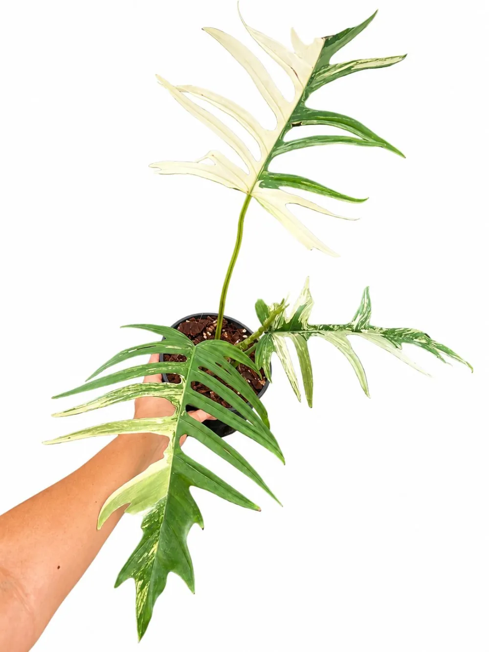 Indoor Philodendron Florida Tortum Plant