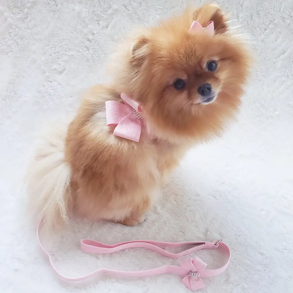 Clean Comfortable Dog Harness