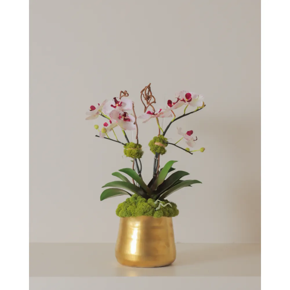Spotted Orchid Moss Arrangement