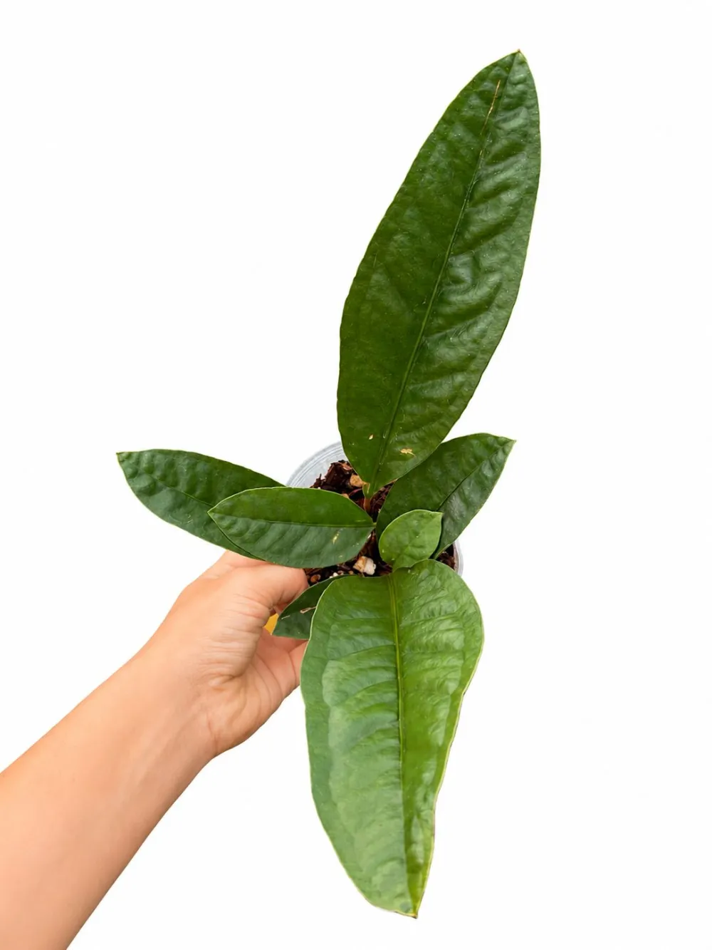 Anthurium Superbum Plant