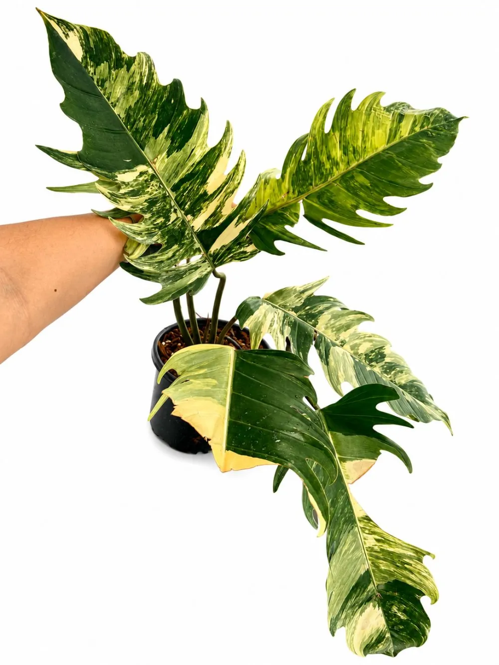 Tropical Philodendron Caramel Marble Plant