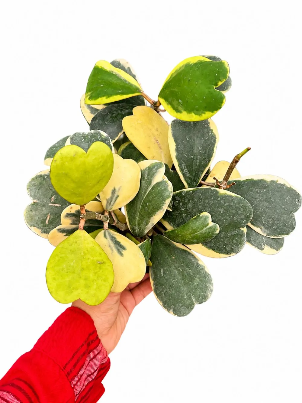 Hoya Kerri Variegated Plant