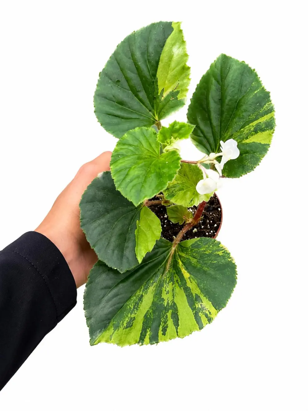 Begonia Cuculata Variegated Plant