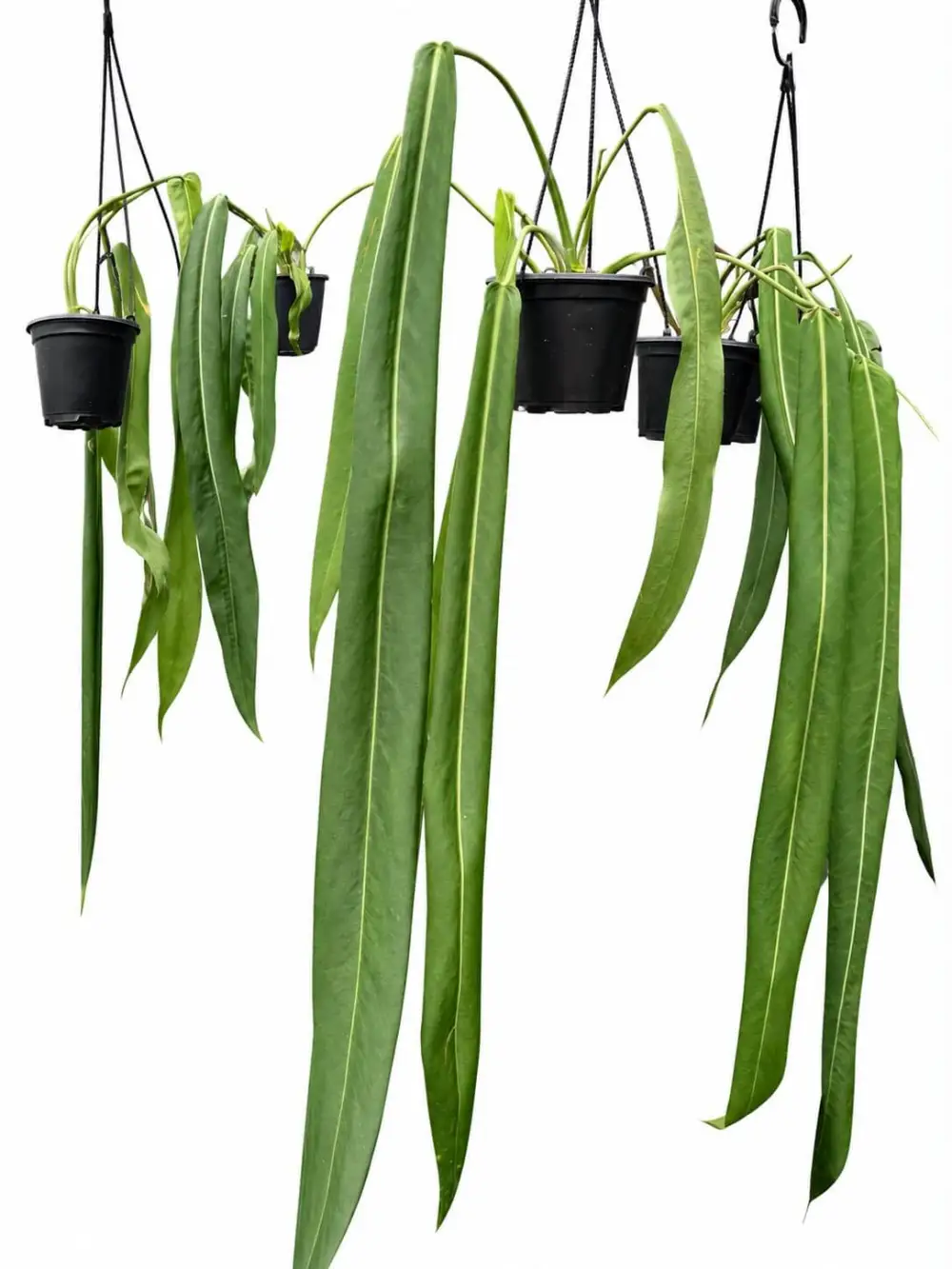 Anthurium Pallidiforium Plant