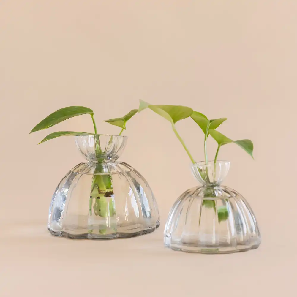 Glass Plant Propagation Vase