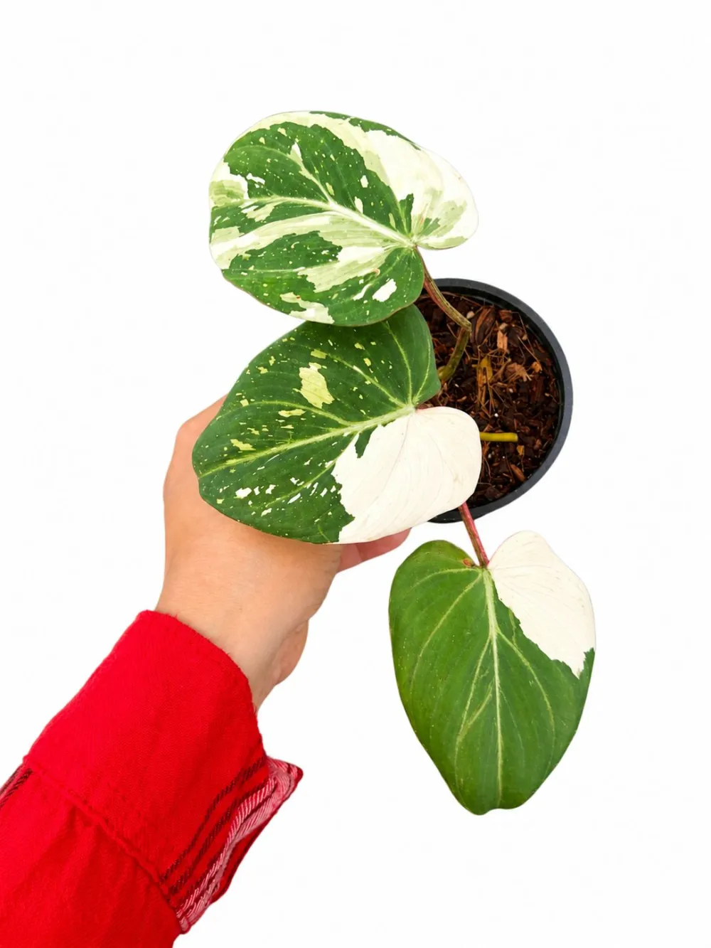 Indoor Philodendron Gloriosum Variegated Plant