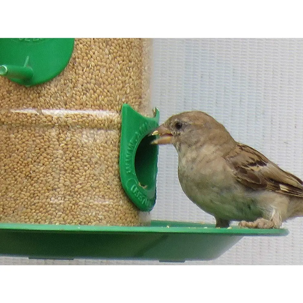 Bird feeder