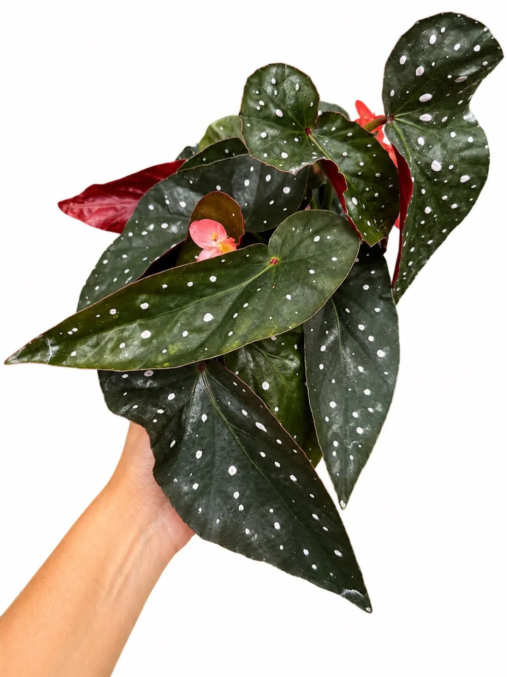 Begonia Fireball Plant