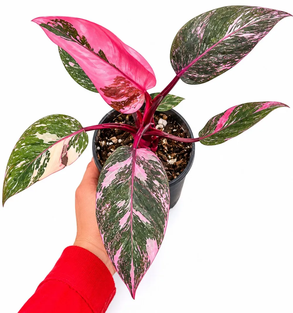 Indoor Philodendron Princess Galaxy Plant
