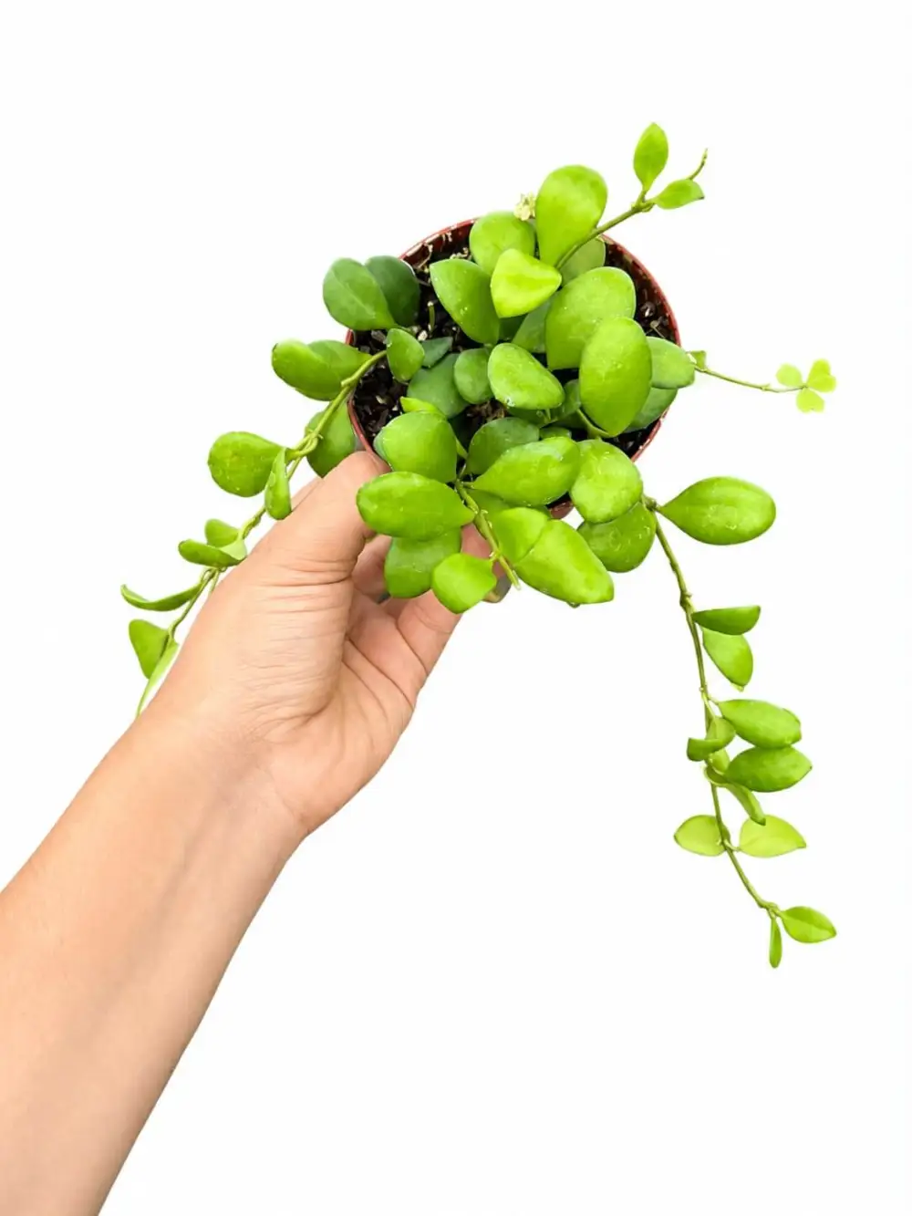 Hoya Heuschkeliana Plant