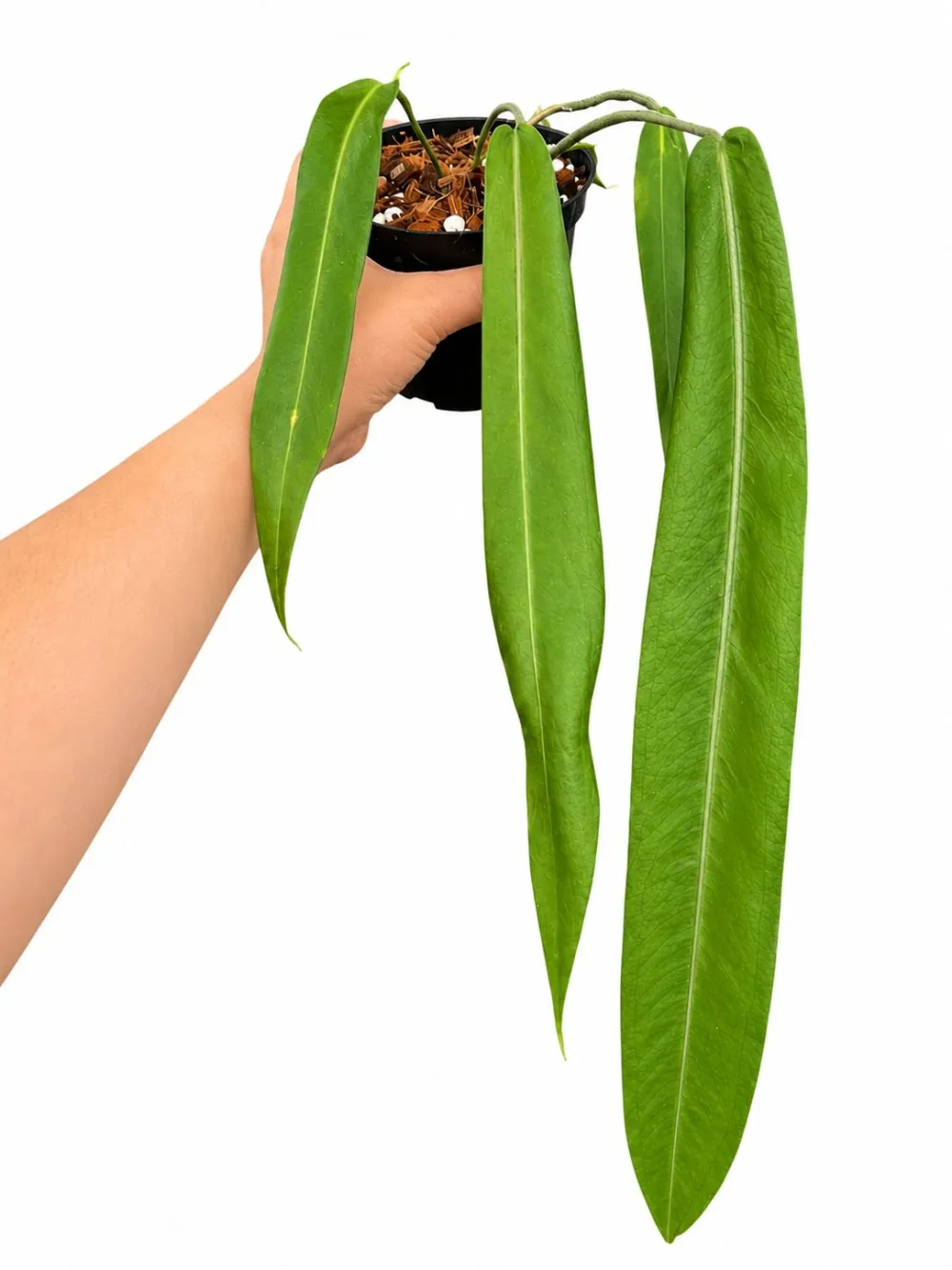 Indoor Anthurium Pallidiforium Plant