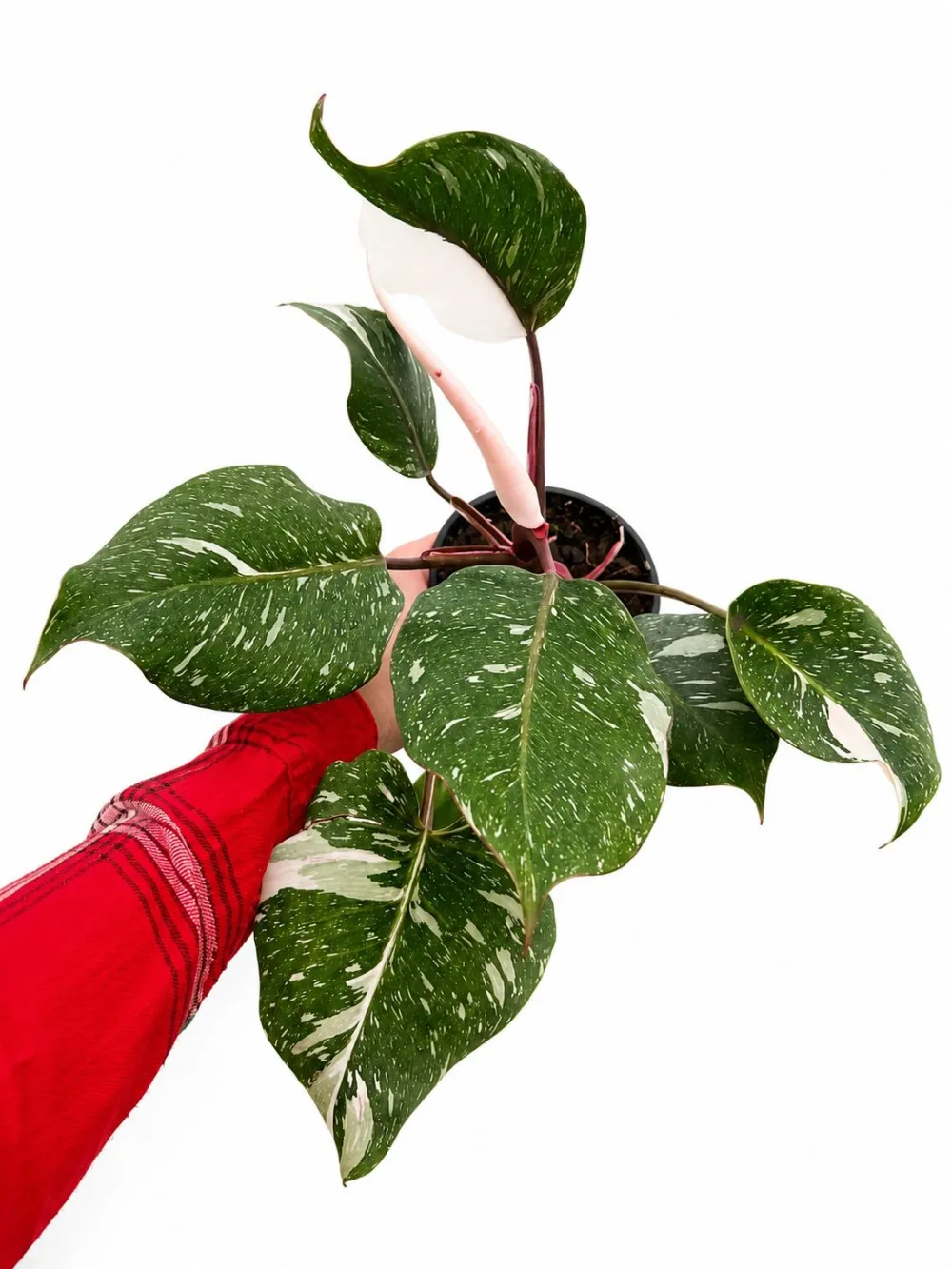 Philodendron Knight Marble Plant