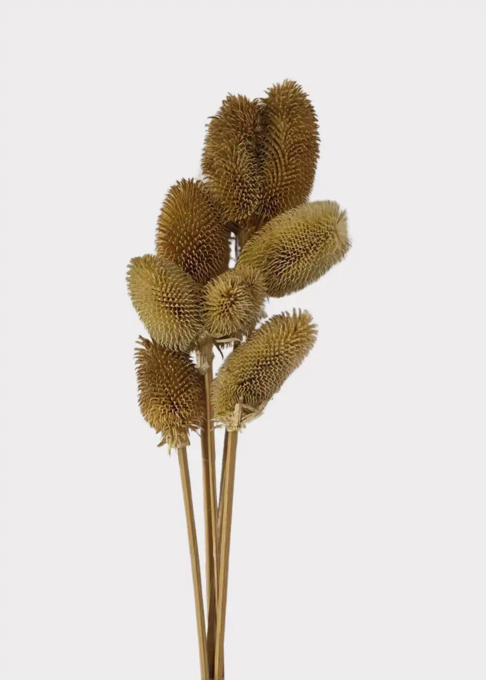 Dried Wildflowers Dipsacus Teasel Bundle