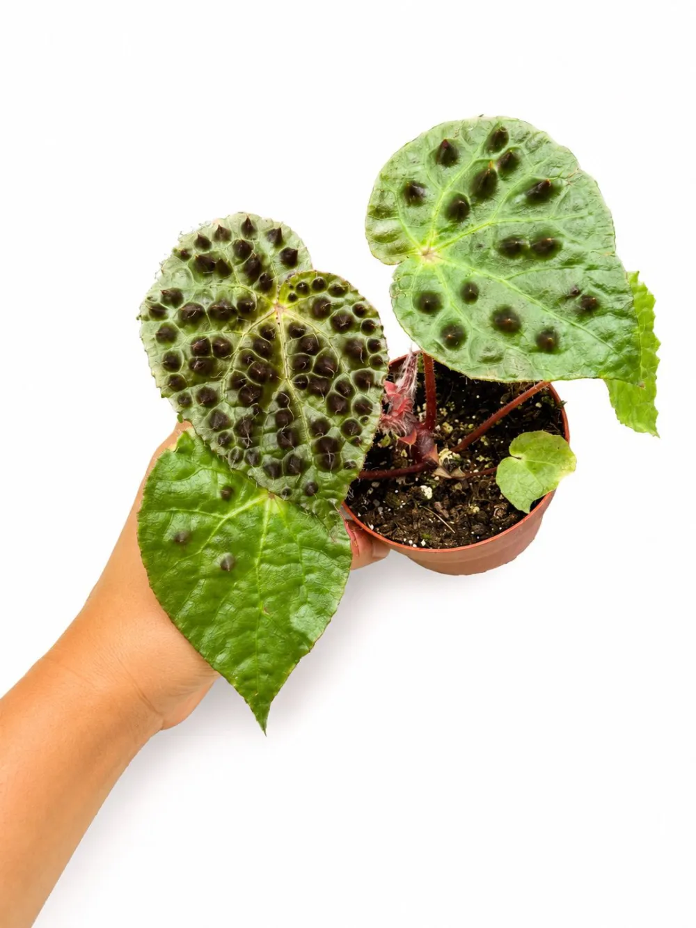 Begonia Ferox Plant