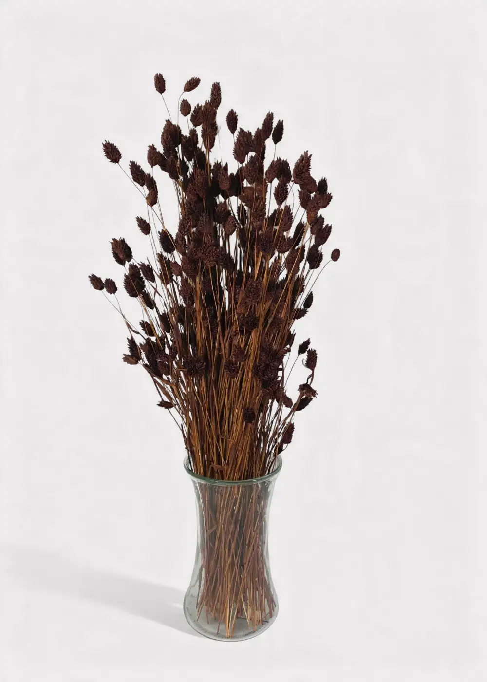 Dried Phalaris Grass Bundle