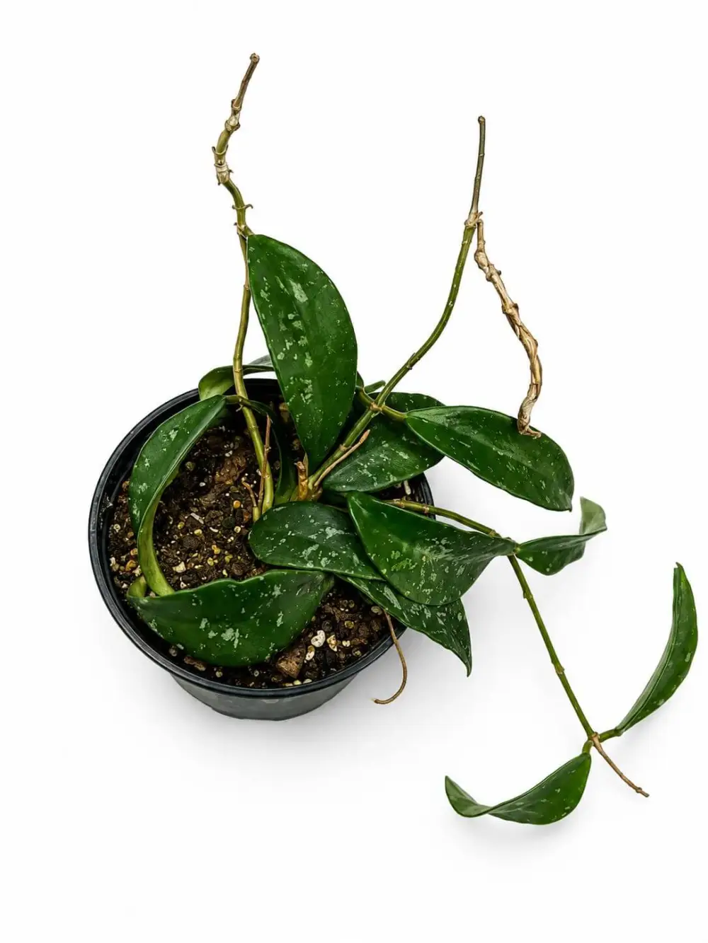Hoya Phuwaensis Plant