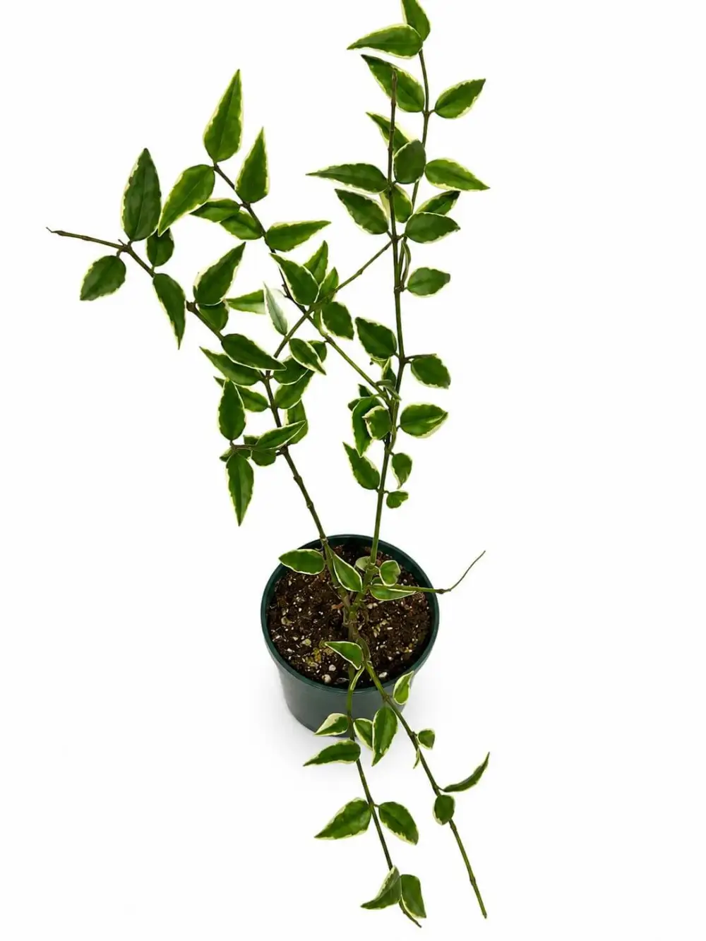Hoya Bella Variegated Plant