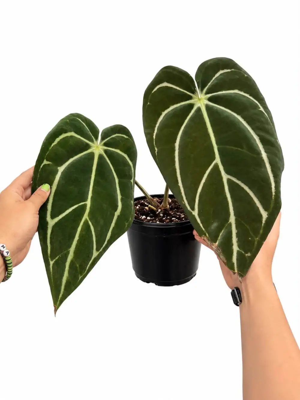 Anthurium Carla Plant