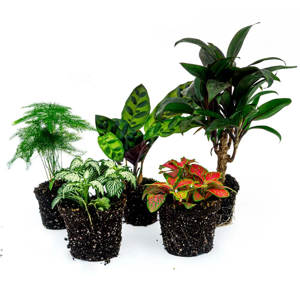 Decorative Lancifolia Terrarium Plant Set