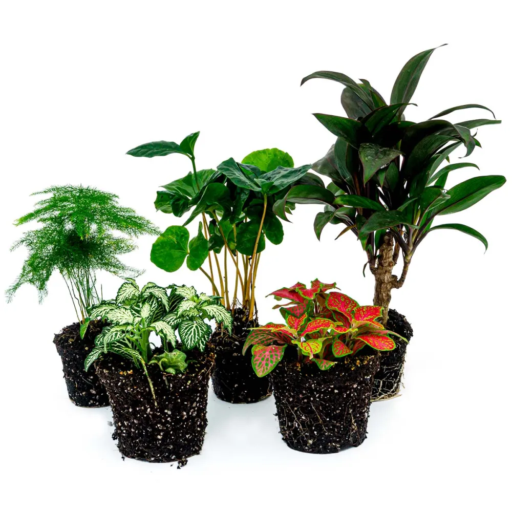 Decorative Coffee Plant Terrarium Set