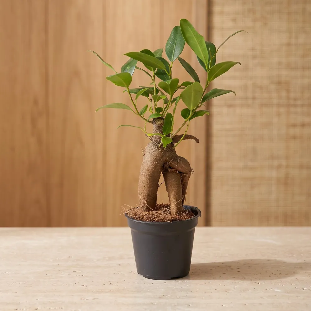 Decorative Ficus Ginseng Bonsai Plant