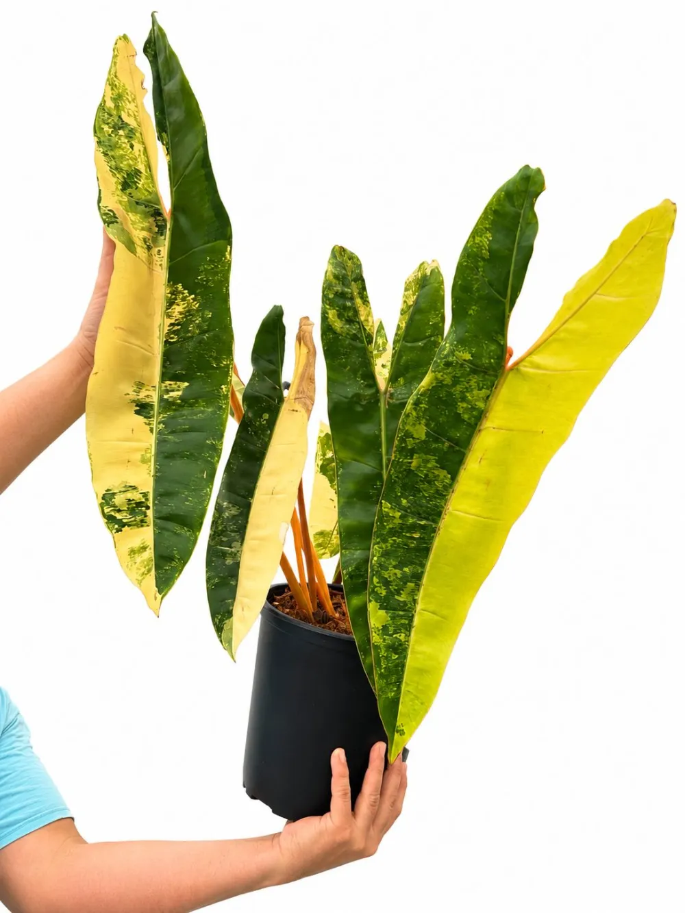Philodendron Billitae Variegated Plant