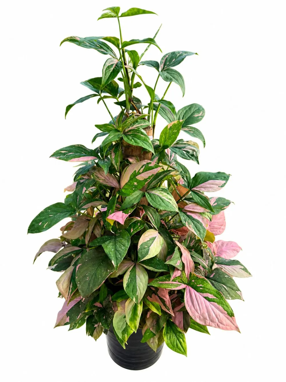 Sygonium Splash Plant