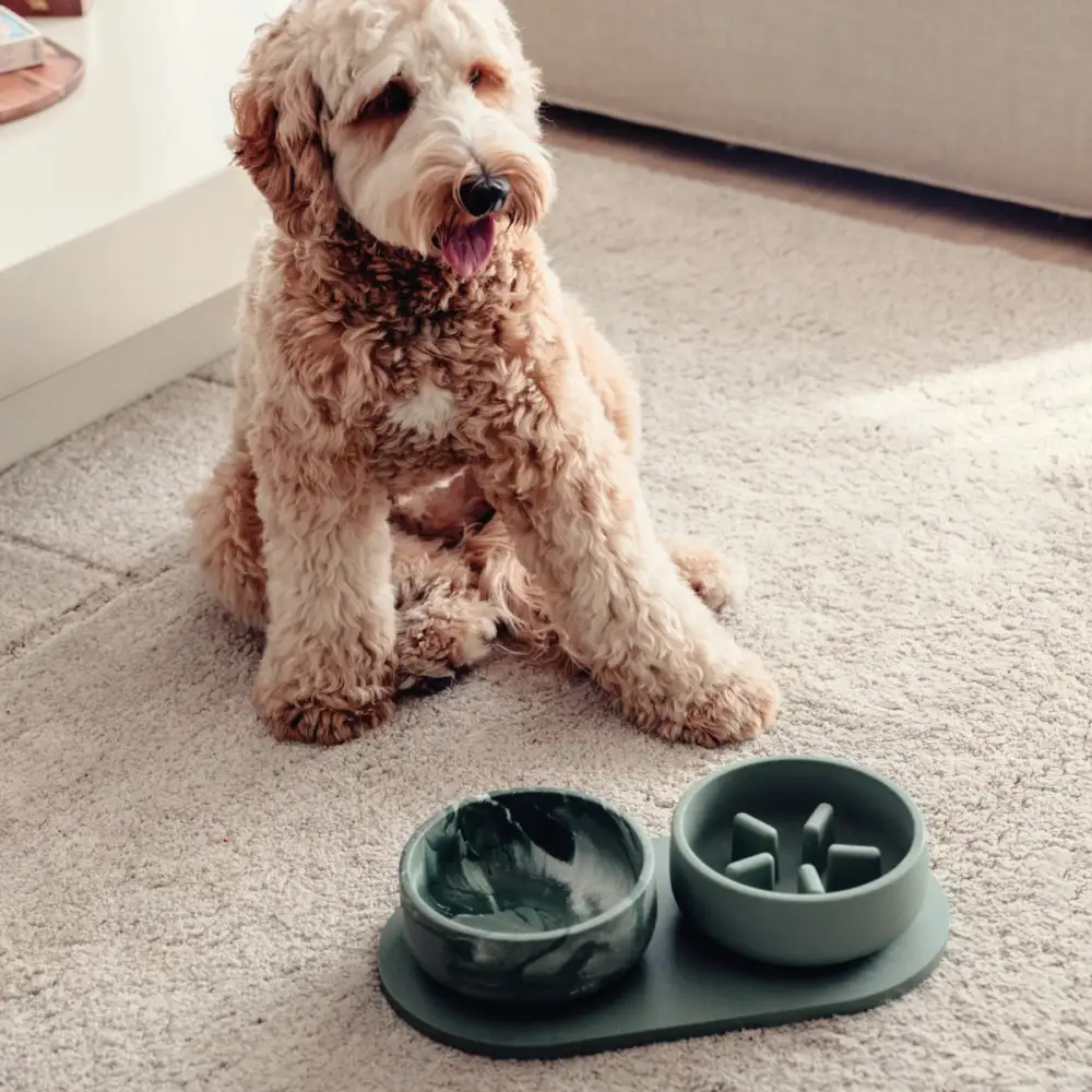 Slow Feed Elevated Handy Pet Bowl