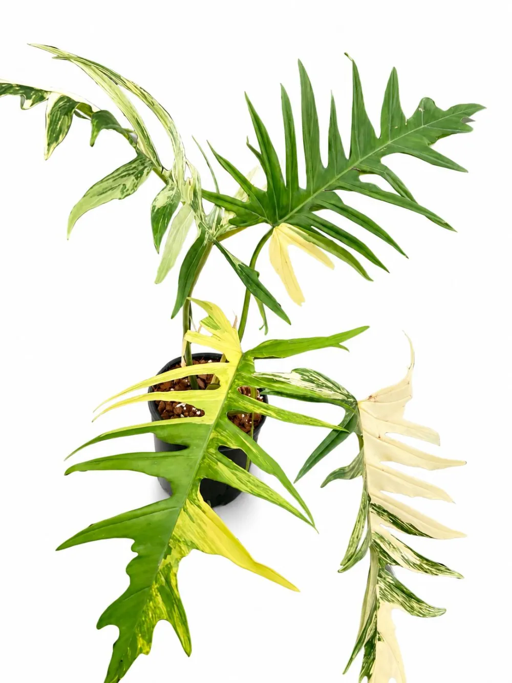Tropical Philodendron Florida Tortum Plant