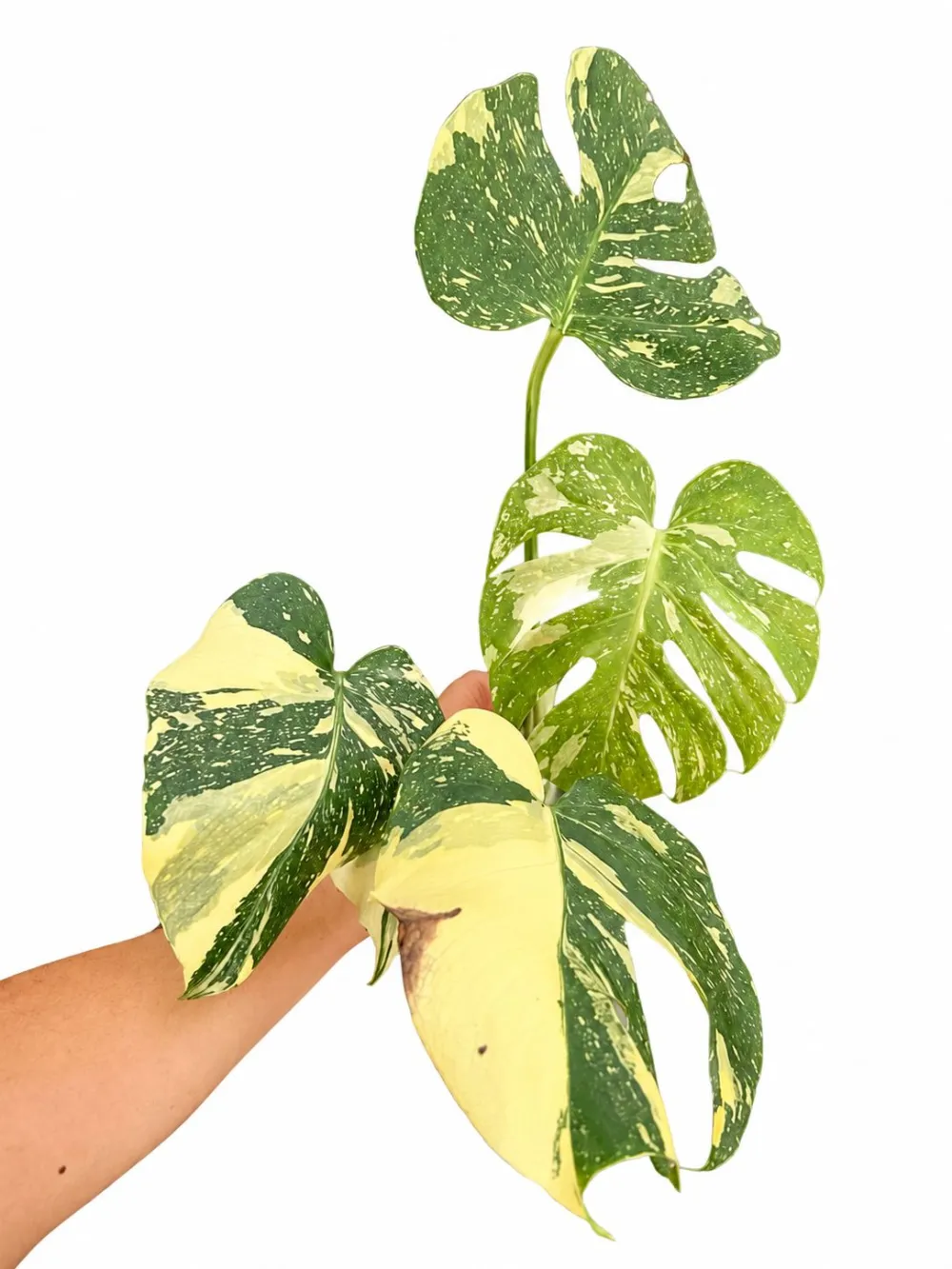 Indoor Monstera Burle Plant