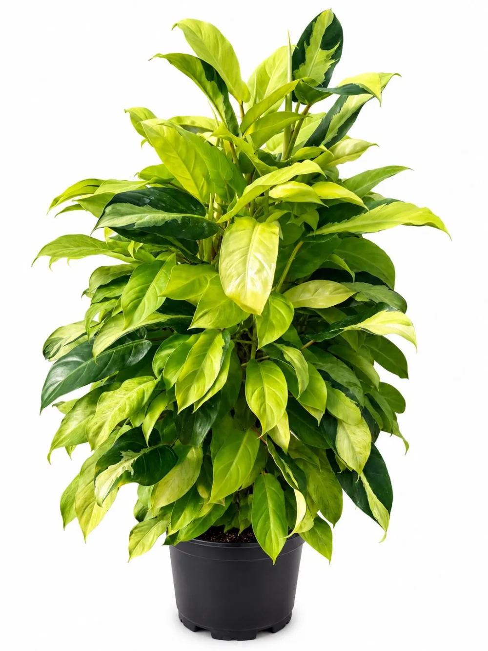 Philodendron Thai Sunrise Plant