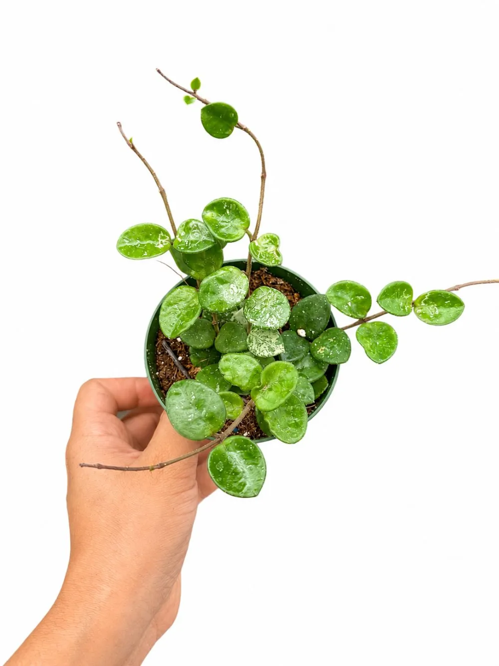 Indoor Hoya Mathilde Plant