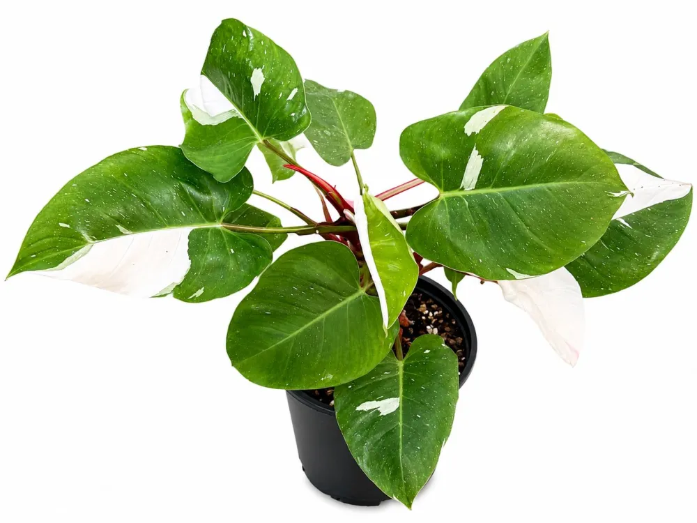 Indoor Philodendron Princess Plant