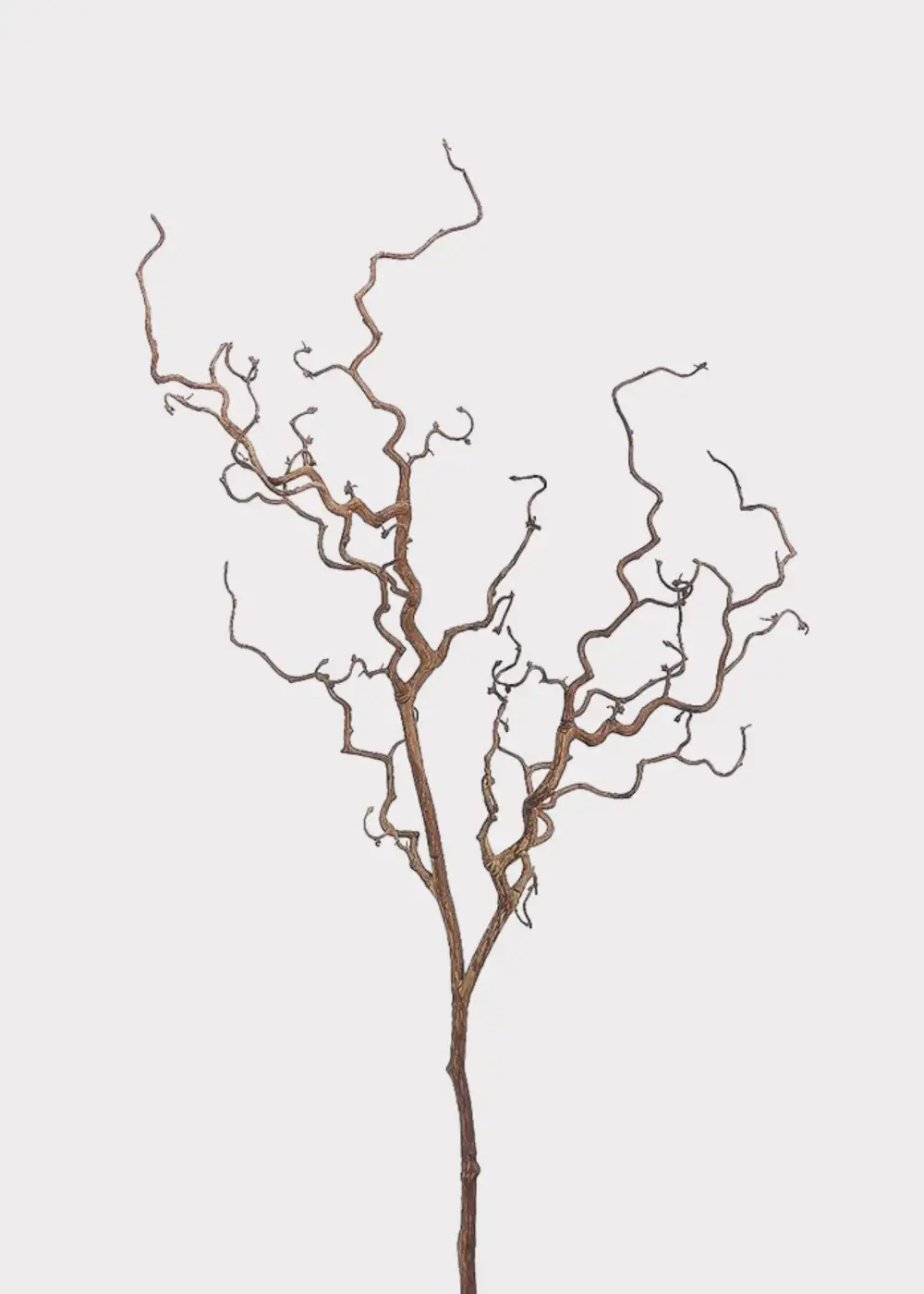 Dried Look Branch