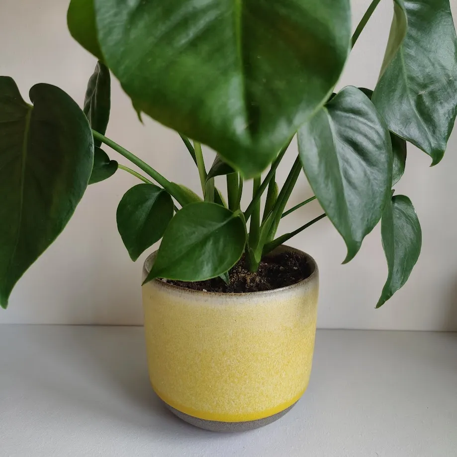 Hand Thrown Ceramic Plant Pot
