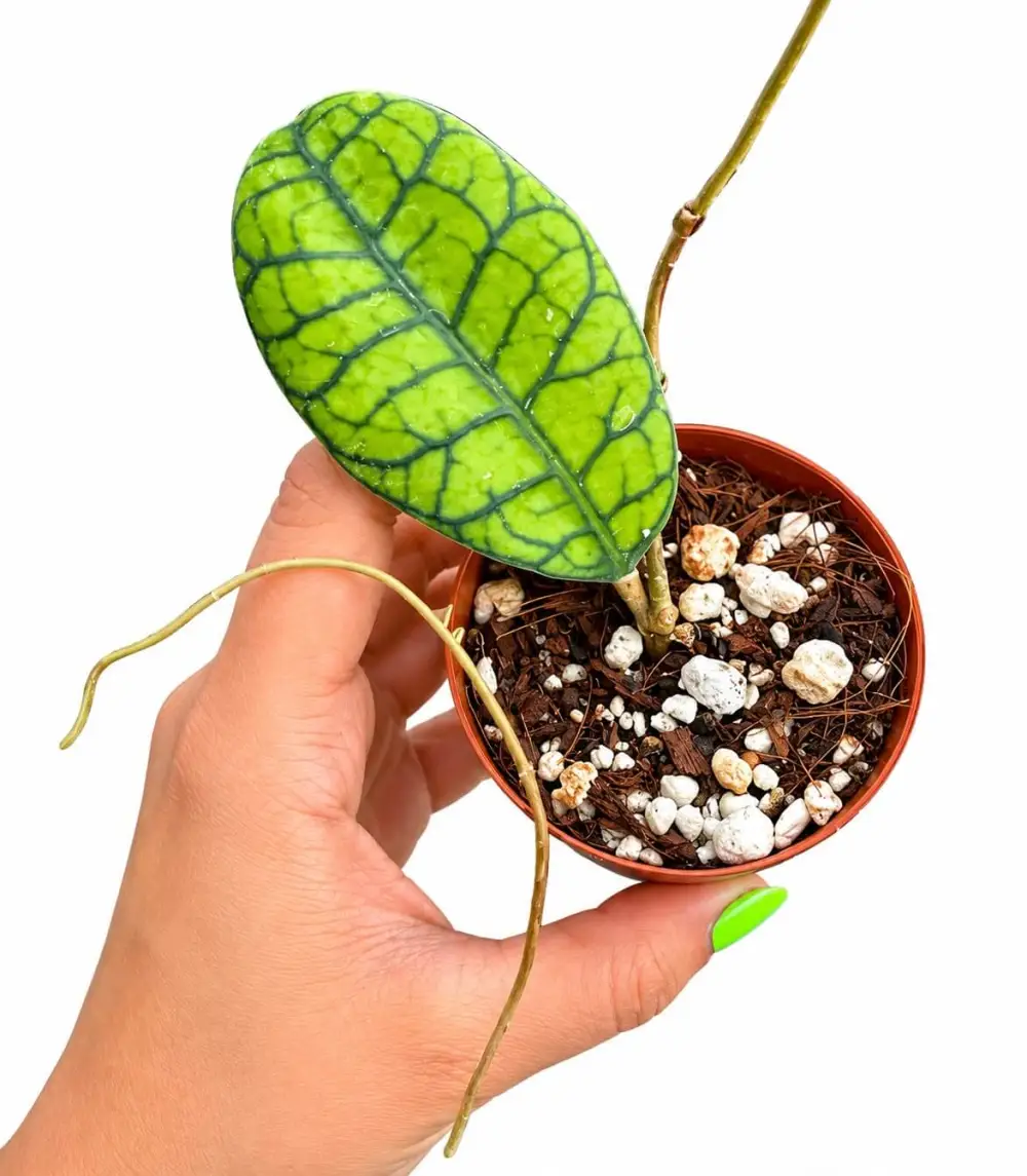 Hoya Ranauensis Plant