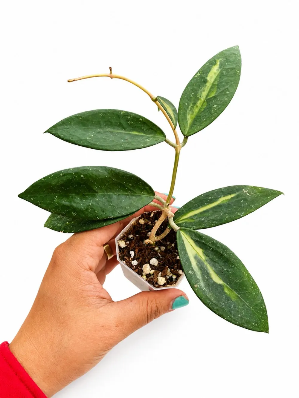Hoya Nganjuk Variegated Plant