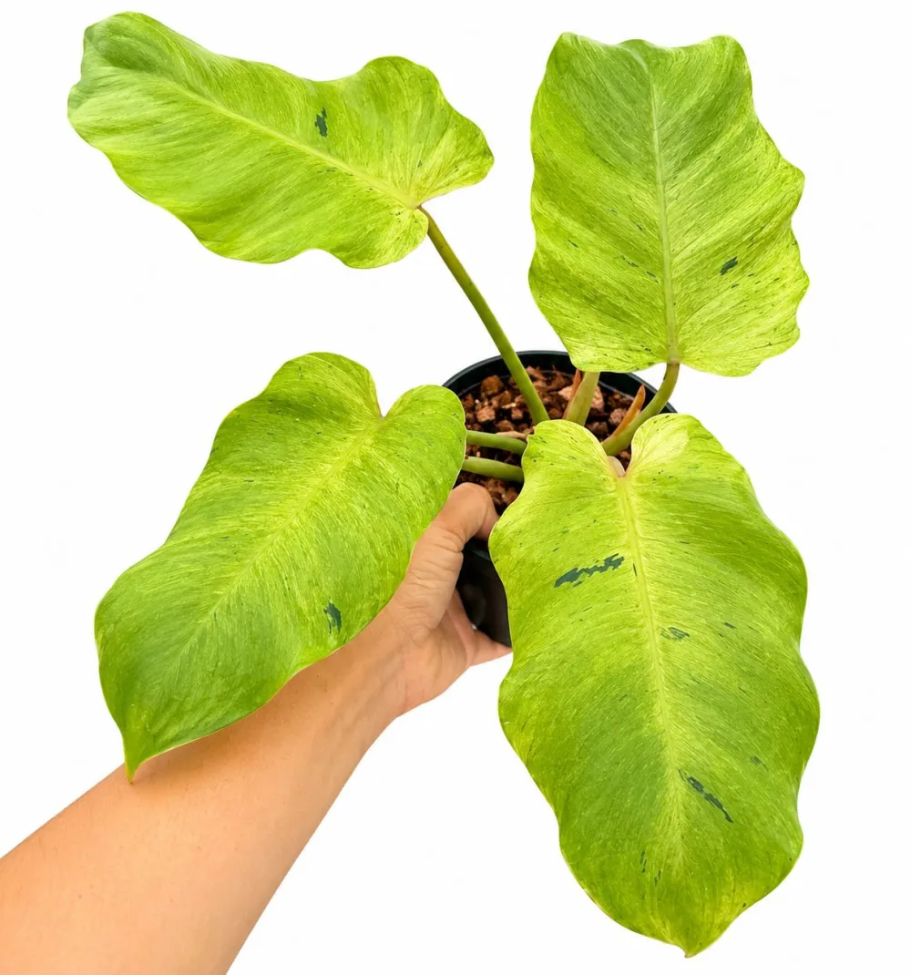 Philodendron Snowdrift Plant