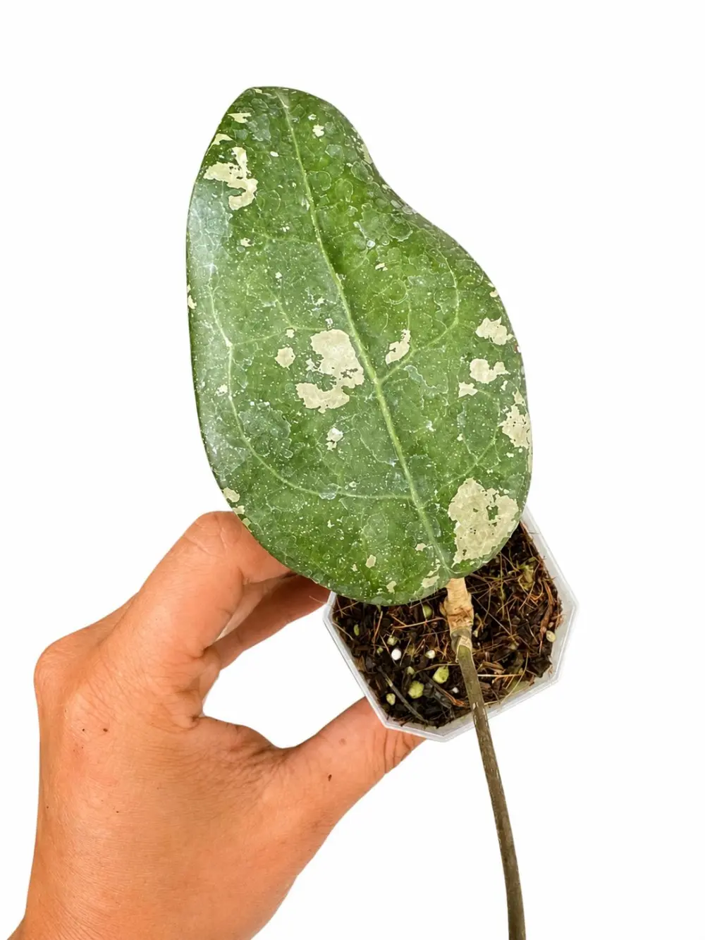 Hoya Bird Paradise Plant